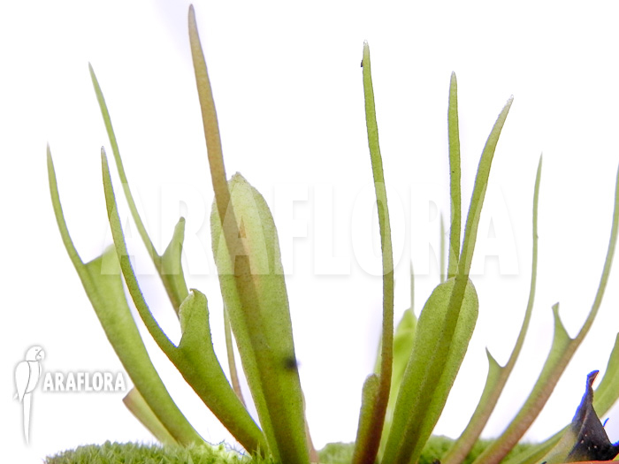 Dionaea muscipula &lsquo;Stingray&rsquo;