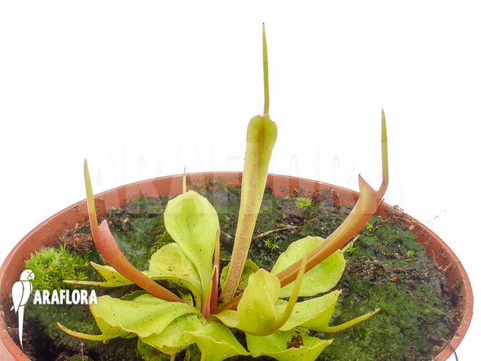 Dionaea muscipula &lsquo;Stingray&rsquo;