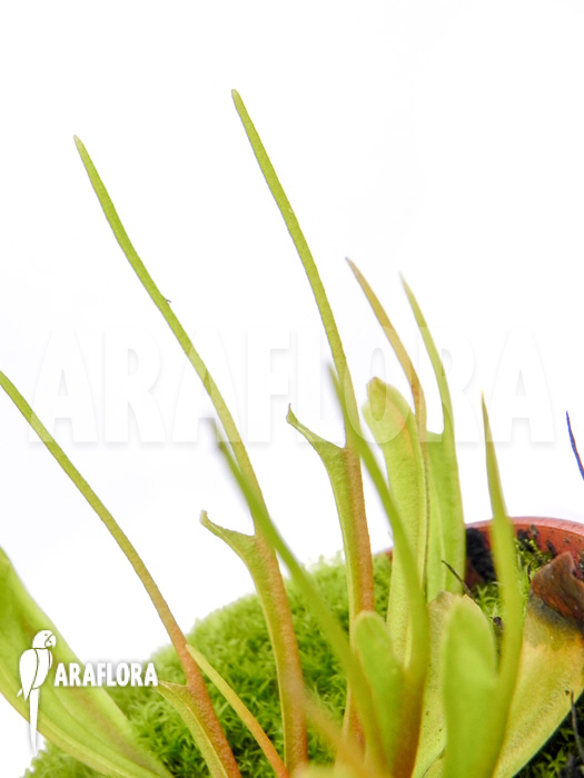 Dionaea muscipula &lsquo;Stingray&rsquo;