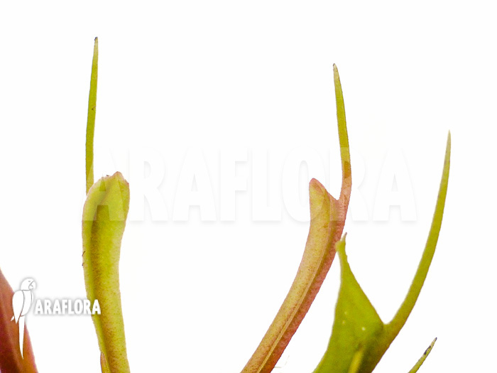 Dionaea muscipula &lsquo;Stingray&rsquo;