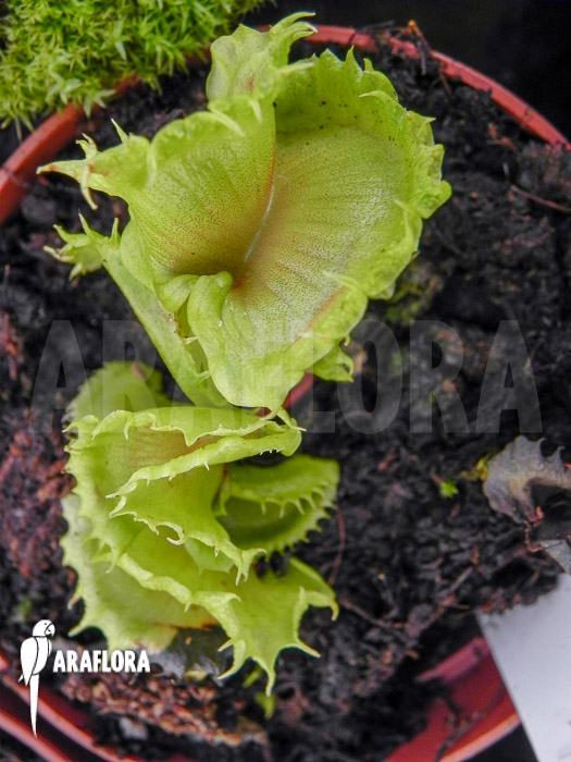 Dionaea muscipula &lsquo;Stricker&rsquo;