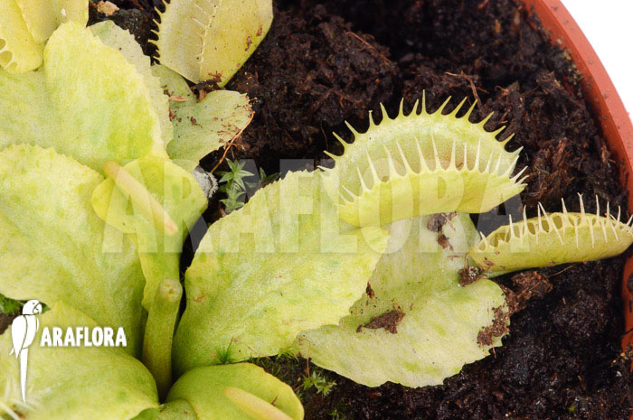 Dionaea muscipula &lsquo;Sunrise&rsquo;