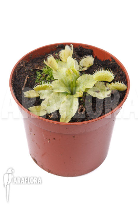 Dionaea muscipula &lsquo;Sunrise&rsquo;