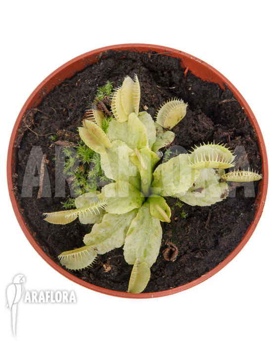 Dionaea muscipula &lsquo;Sunrise&rsquo;