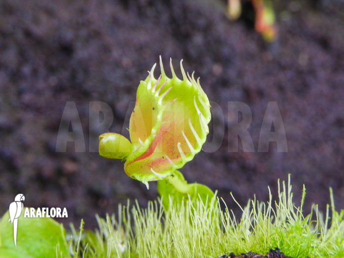 Dionaea muscipula Talking