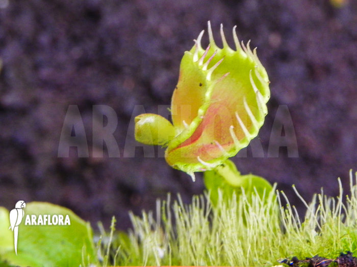 Dionaea muscipula Talking