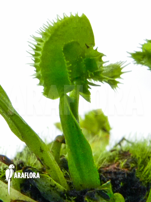 Dionaea muscipula &lsquo;Tremor&rsquo; plug plant