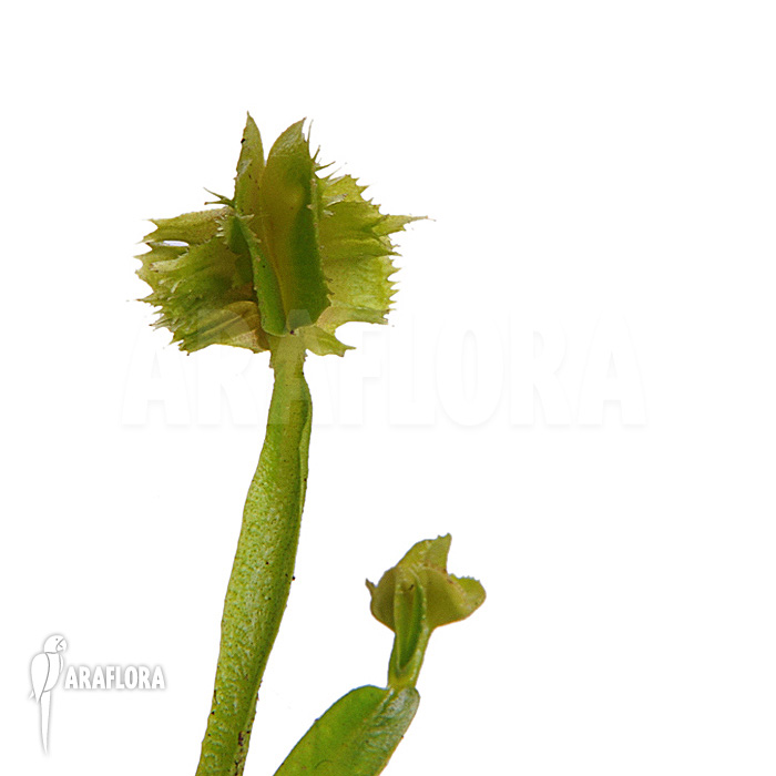 Dionaea muscipula &lsquo;Tremor&rsquo;