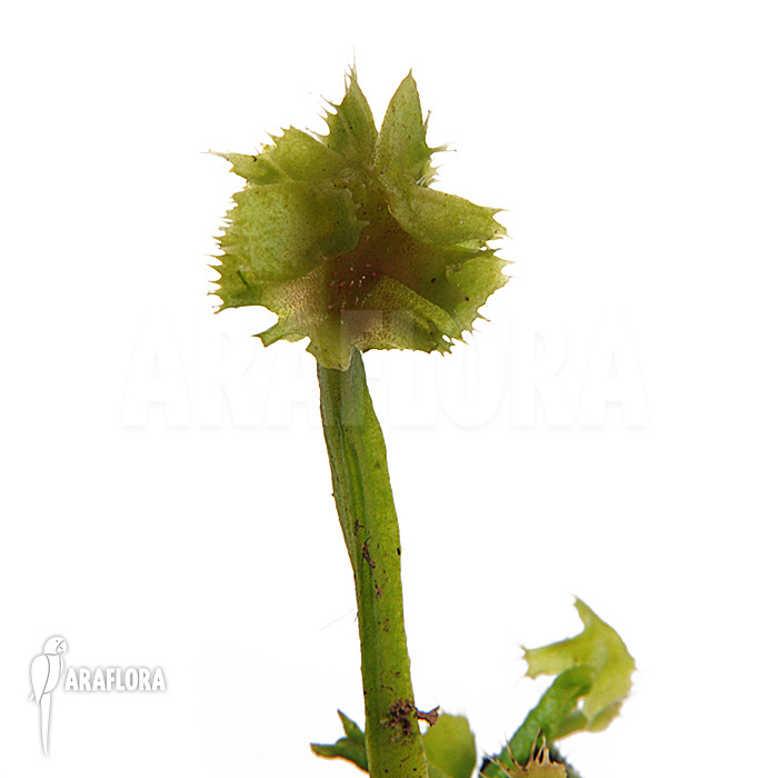 Dionaea muscipula &lsquo;Tremor&rsquo;