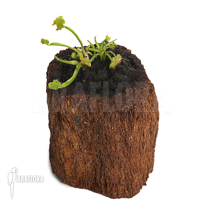 Dionaea muscipula &lsquo;Tremor&rsquo;