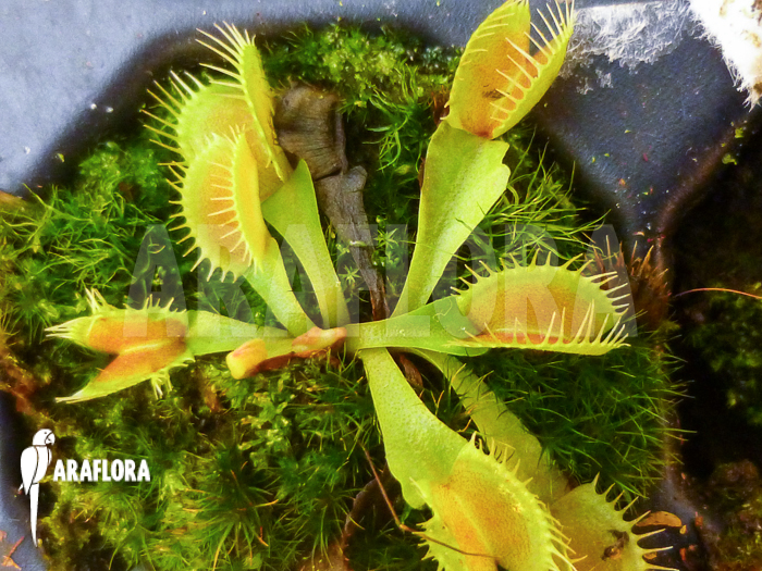Dionaea muscipula &lsquo;Tremor &lsquo;Starter&rsquo;
