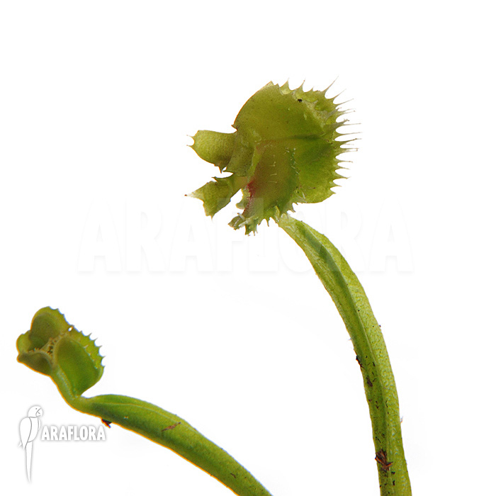 Dionaea muscipula &lsquo;Tremor&rsquo; trap example