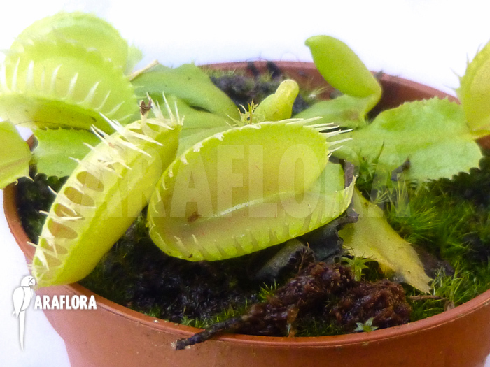 Dionaea muscipula &lsquo;Triton&rsquo;