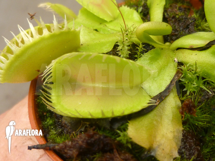 Dionaea muscipula &lsquo;Triton&rsquo;