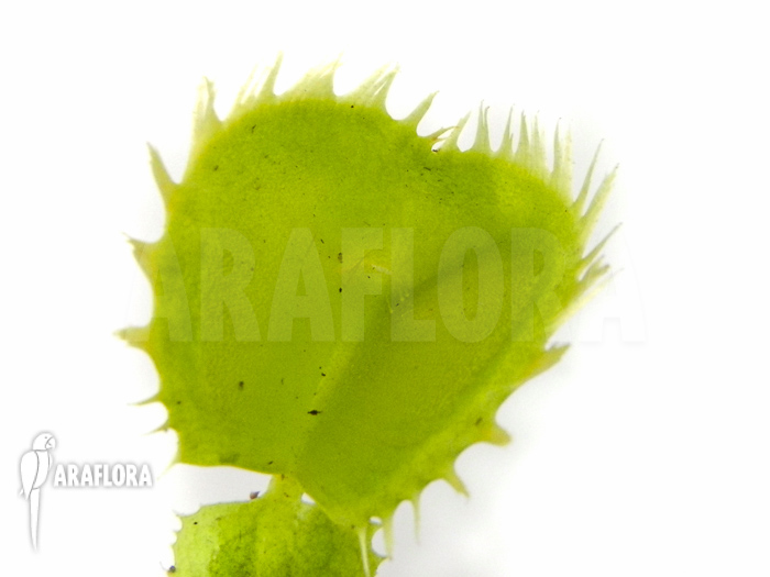 Dionaea muscipula &lsquo;Triton&rsquo;