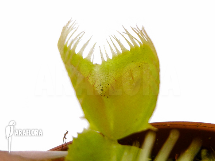 Dionaea muscipula &lsquo;Triton&rsquo;