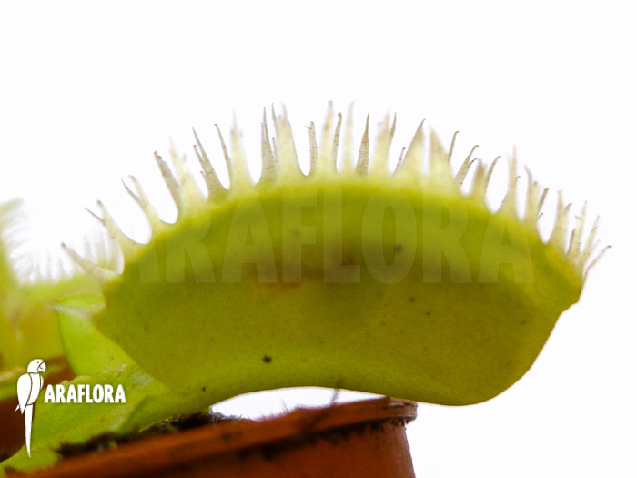 Dionaea muscipula &lsquo;Triton&rsquo;