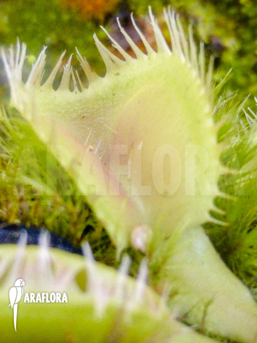 Dionaea muscipula &lsquo;Triton&rsquo;