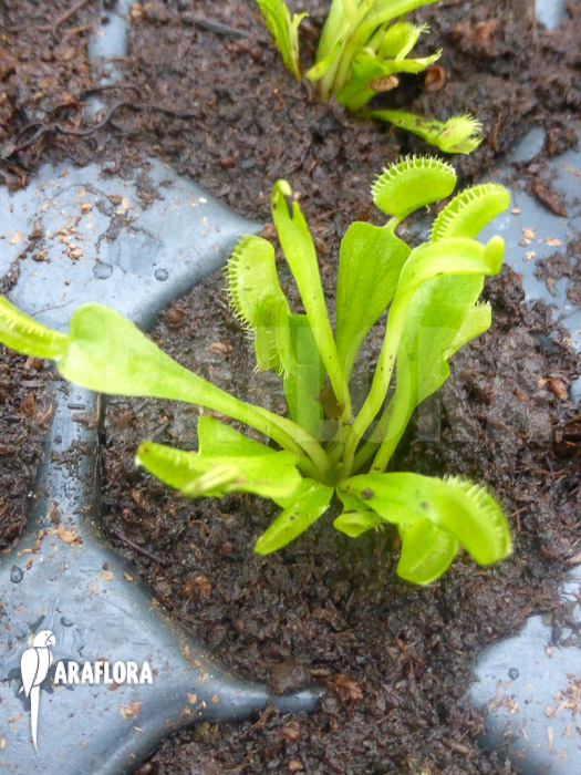 Dionaea muscipula &lsquo;Triton Starter&rsquo;