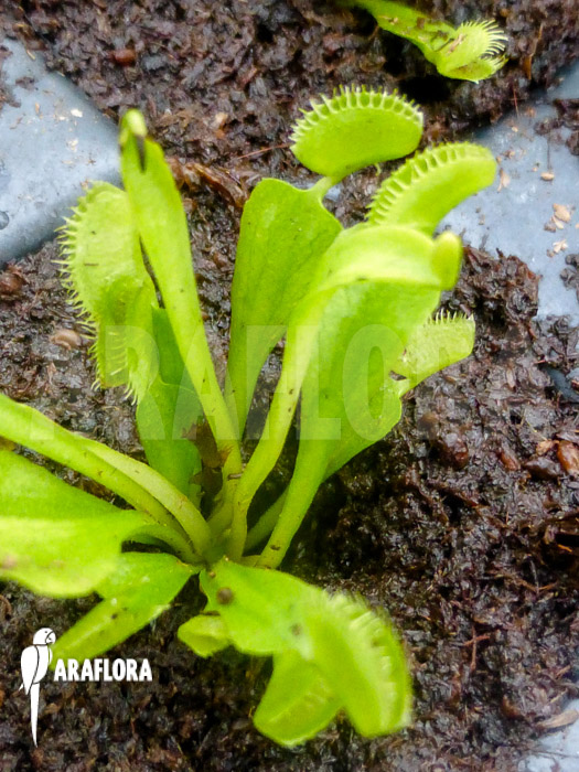 Dionaea muscipula &lsquo;Triton Starter&rsquo;