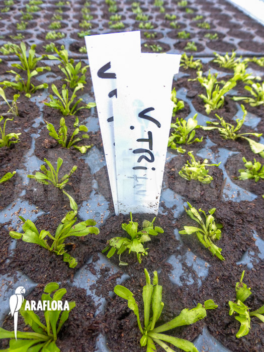Dionaea muscipula &lsquo;Triton Starter&rsquo;