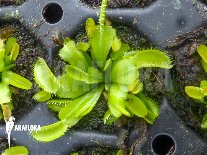 Dionaea muscipula &lsquo;Triton Starter&rsquo;
