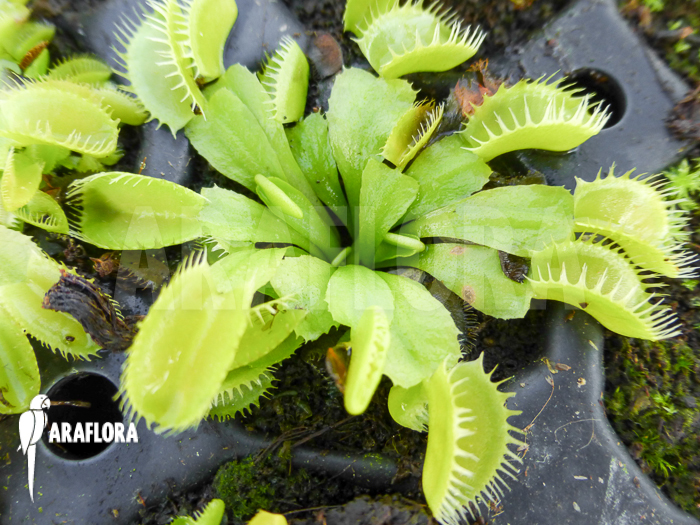 Dionaea muscipula &lsquo;Triton Starter&rsquo;