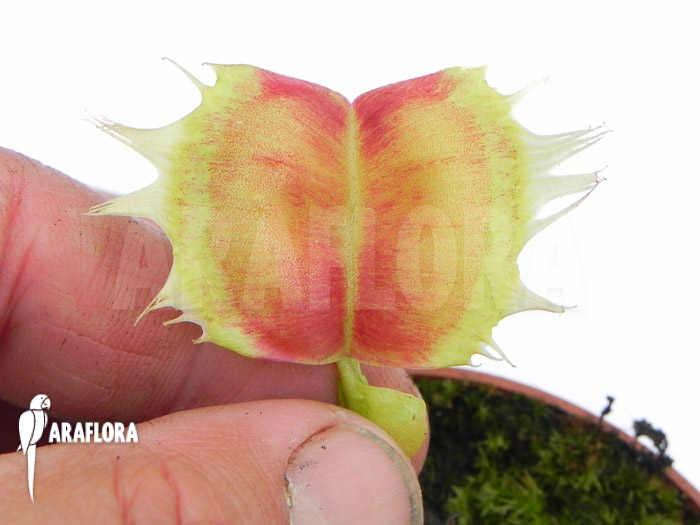 Dionaea muscipula &lsquo;Trump&rsquo;