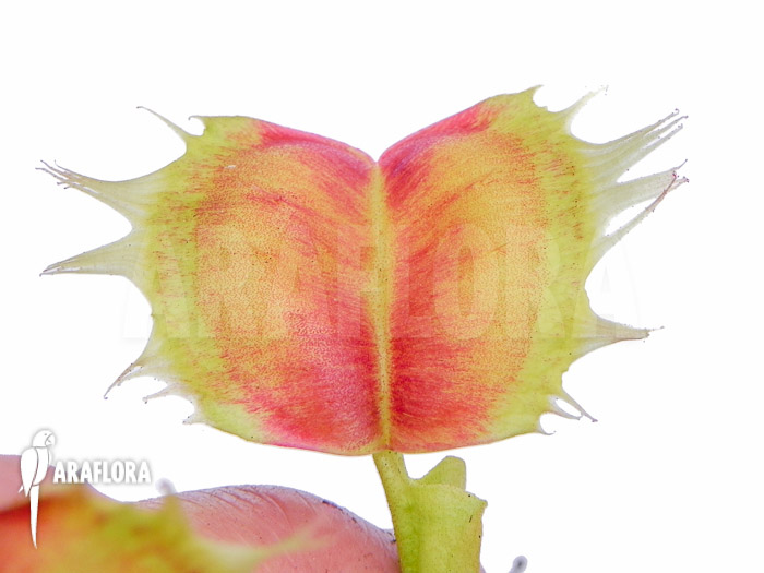 Dionaea muscipula &lsquo;Trump&rsquo;