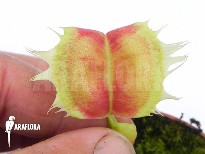 Dionaea muscipula &lsquo;Trump&rsquo;