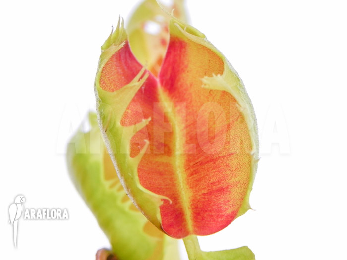 Dionaea muscipula &lsquo;Trump&rsquo;