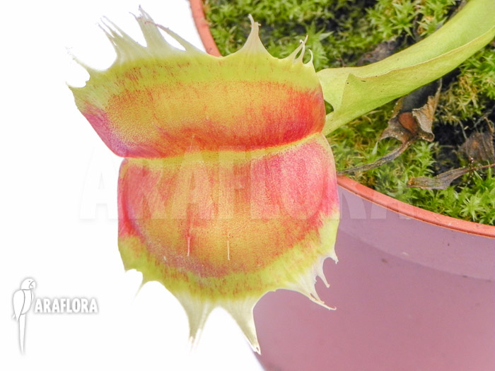 Dionaea muscipula &lsquo;Trump&rsquo;