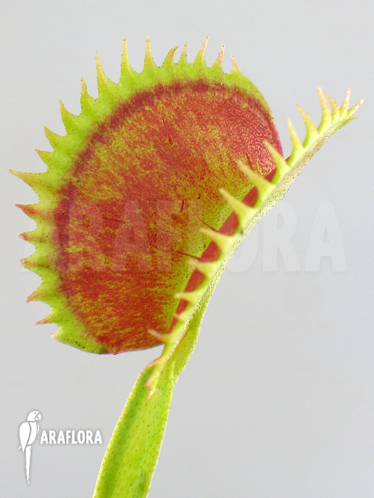 Dionaea muscipula &lsquo;UK sawtooth I&rsquo;