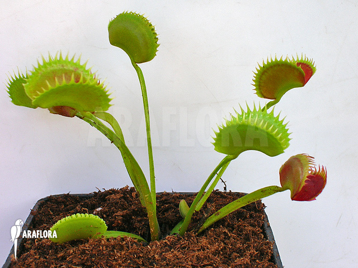 Dionaea muscipula &lsquo;UK sawtooth I&rsquo;