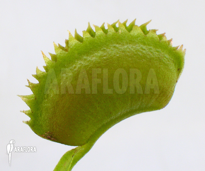 Dionaea muscipula &lsquo;UK sawtooth I&rsquo;