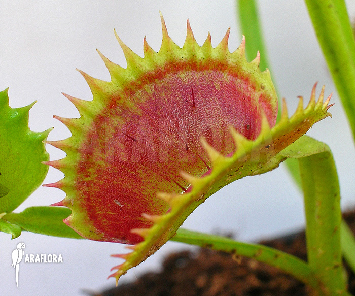 Dionaea muscipula &lsquo;UK sawtooth I&rsquo;