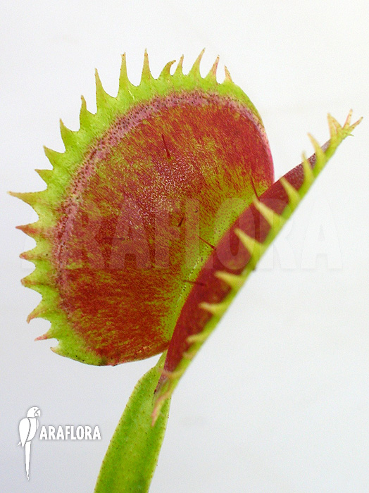 Dionaea muscipula &lsquo;UK sawtooth I&rsquo;