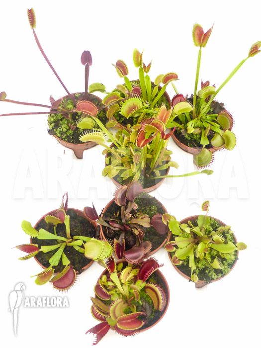 Dionaea muscipula Venusflytrap8 Starter Package