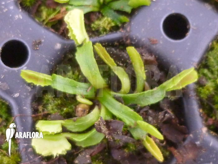 Dionaea muscipula &lsquo;Wacky Traps&rsquo;
