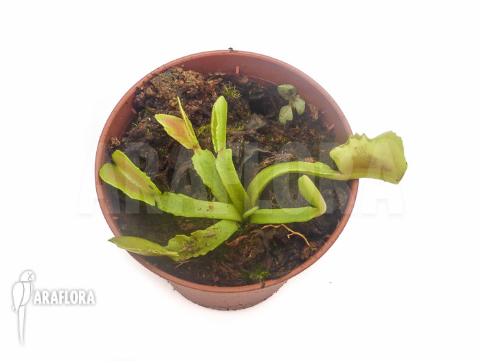 Dionaea muscipula &lsquo;Wacky Traps&rsquo;