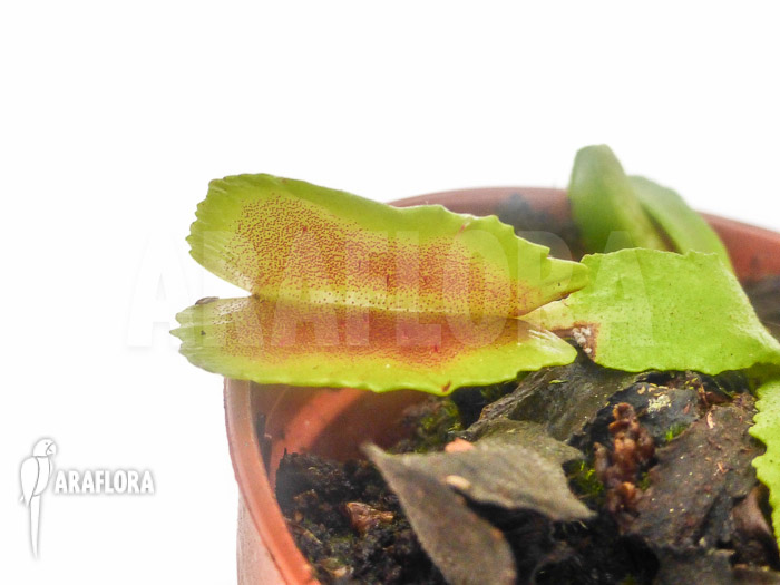 Dionaea muscipula &lsquo;Wacky Traps&rsquo;