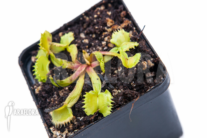 Dionaea muscipula &lsquo;Werewolf&rsquo;