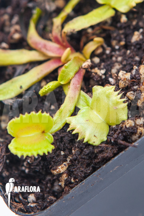 Dionaea muscipula &lsquo;Werewolf&rsquo;