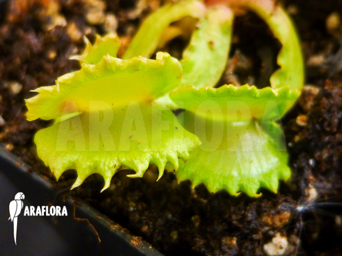 Dionaea muscipula &lsquo;Werewolf&rsquo;