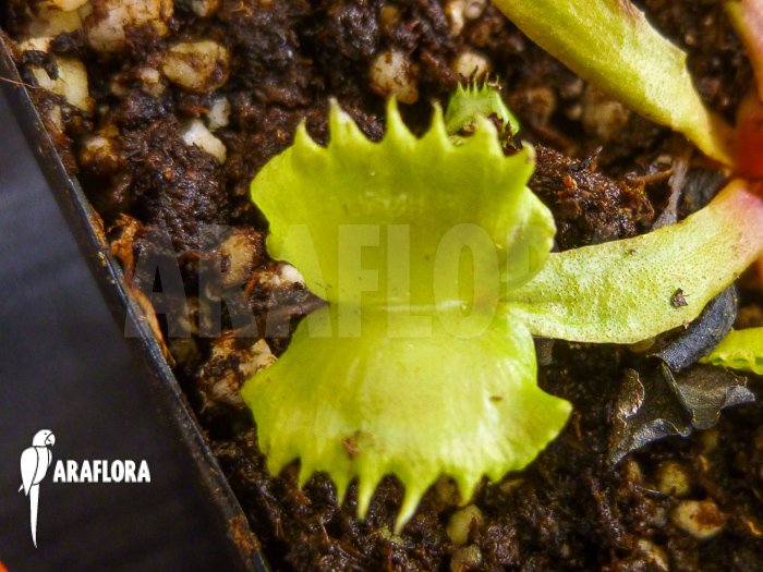Dionaea muscipula &lsquo;Werewolf&rsquo;