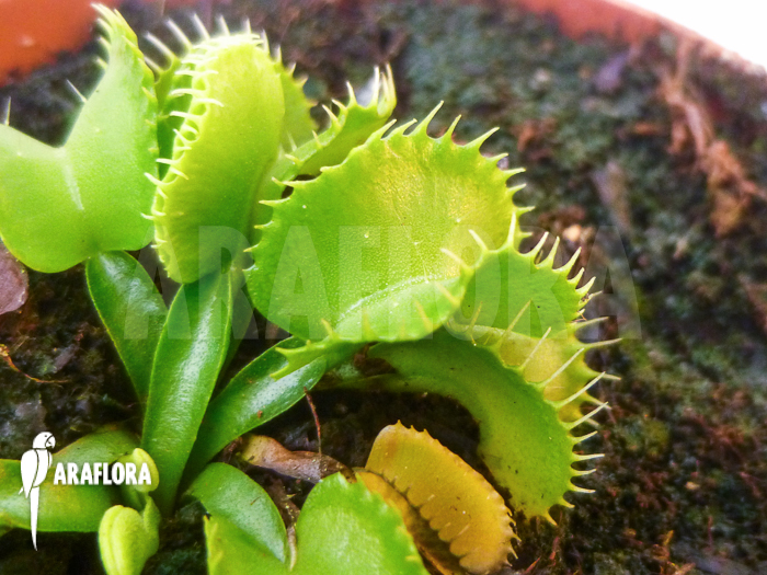 Dionaea muscipula &lsquo;Werewolf Ara&rsquo;