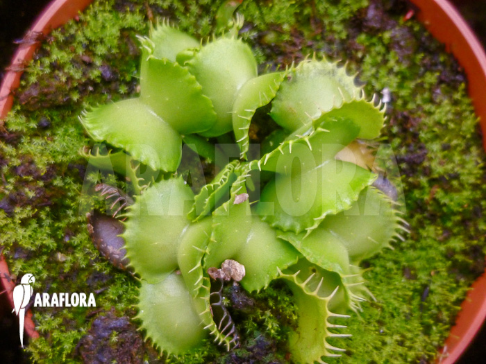 Dionaea muscipula &lsquo;Werewolf Ara&rsquo;
