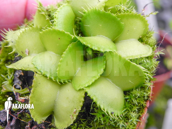 Dionaea muscipula &lsquo;Werewolf Ara&rsquo;