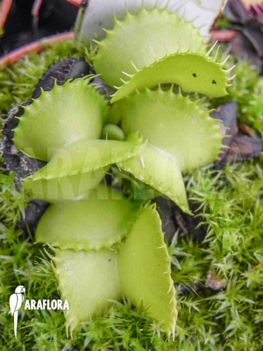 Dionaea muscipula &lsquo;Werewolf Ara&rsquo;