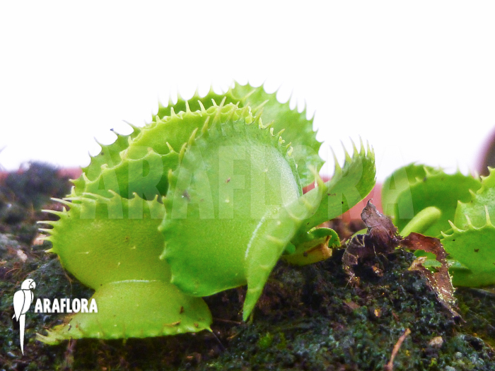 Dionaea muscipula &lsquo;Werewolf Ara&rsquo;